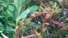 Rotala colorata i Ludwigia sp. mini