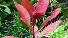 Rotala colorata i Ludwigia sp. mini