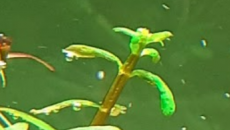 Rotala colorata i Ludwigia sp. mini