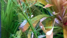 Rotala colorata i Ludwigia sp. mini