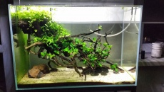 072l - The Root - BB