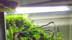 Oświetlenie LED do akwarium roślinnego