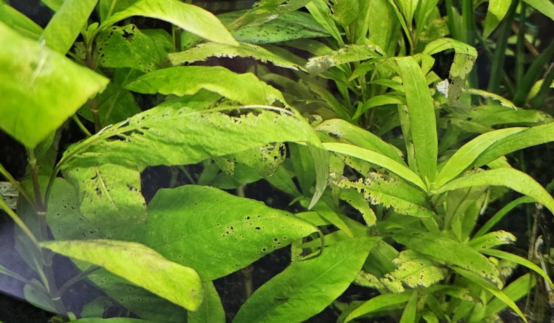 plants.jpg