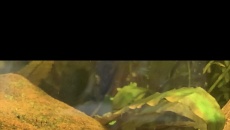 Pomocy w identyfikacji choroby!