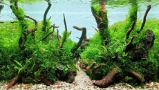 The International Aquatic Plants Layout Contest 2023