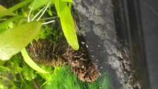 Identyfikacja - robaki w akwarium