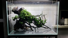 072l - The Root - BB