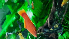 Pomocy