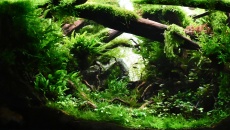 The International Aquatic Plants Layout Contest 2023