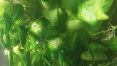 Anubias skręcone liście