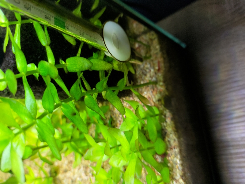 bacopa.jpg
