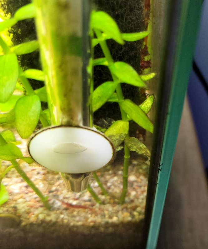 bacopa (2).jpg