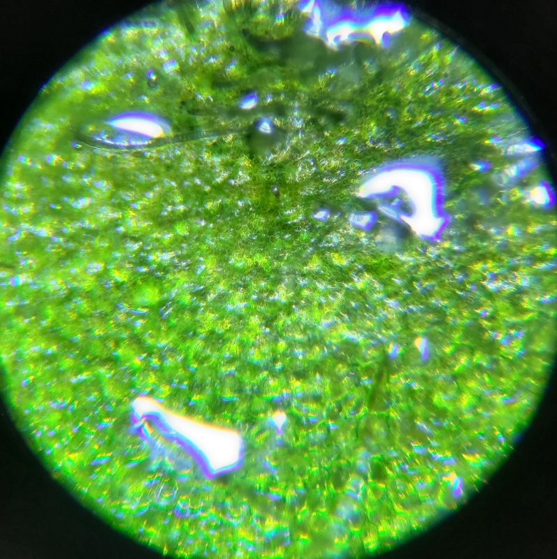 bacopa Brzeg liścia okrzemki.jpg