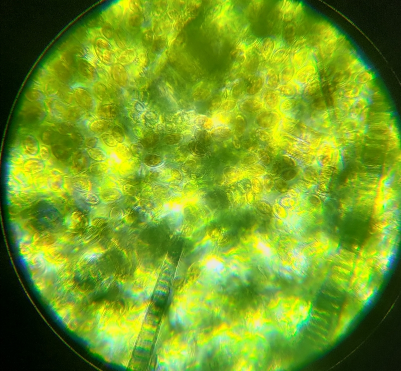 bacopa Brzeg liścia okrzemki 2.jpg