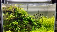 072l - The Root - BB