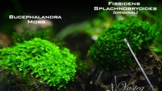Fissidens Splachnobryoides