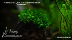 Fissidens Splachnobryoides