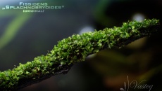 Fissidens Splachnobryoides