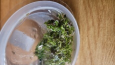 rosliny INVITAL