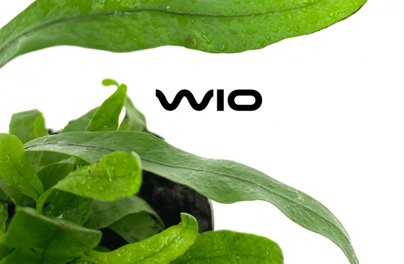 wio-rosliny.jpg