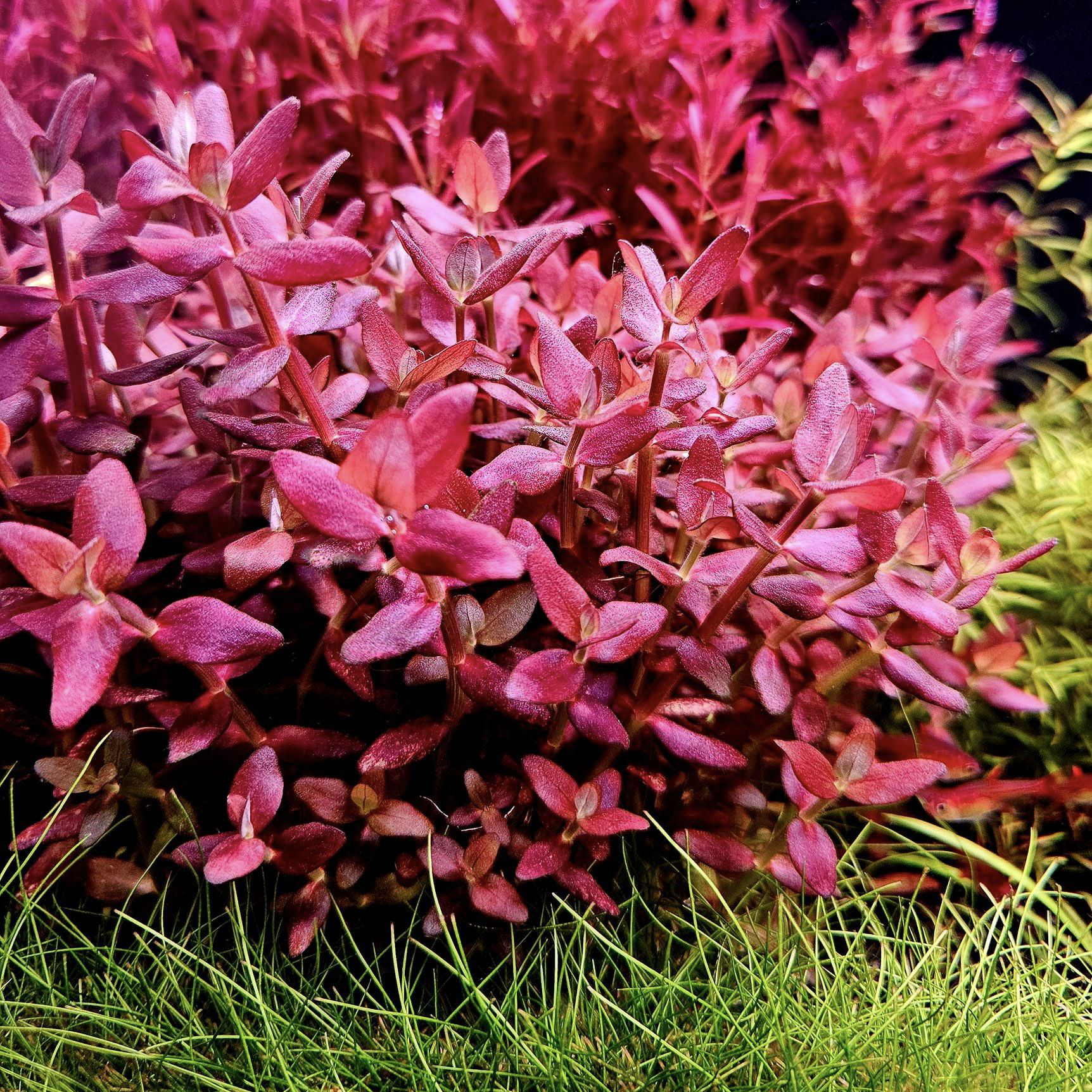 bacopa-salzmannii-purple1.jpg