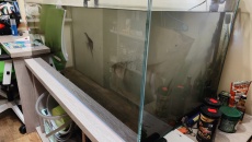 Fluval FX6 zabił mi ryby