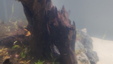 Fluval FX6 zabił mi ryby