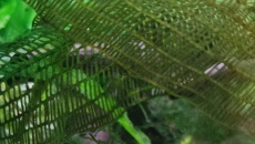 Cryptocoryne rozpuszcza się !!!