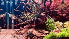 Nesea Gold & Bucephalandra a krasnorosty i inne dziadostwo