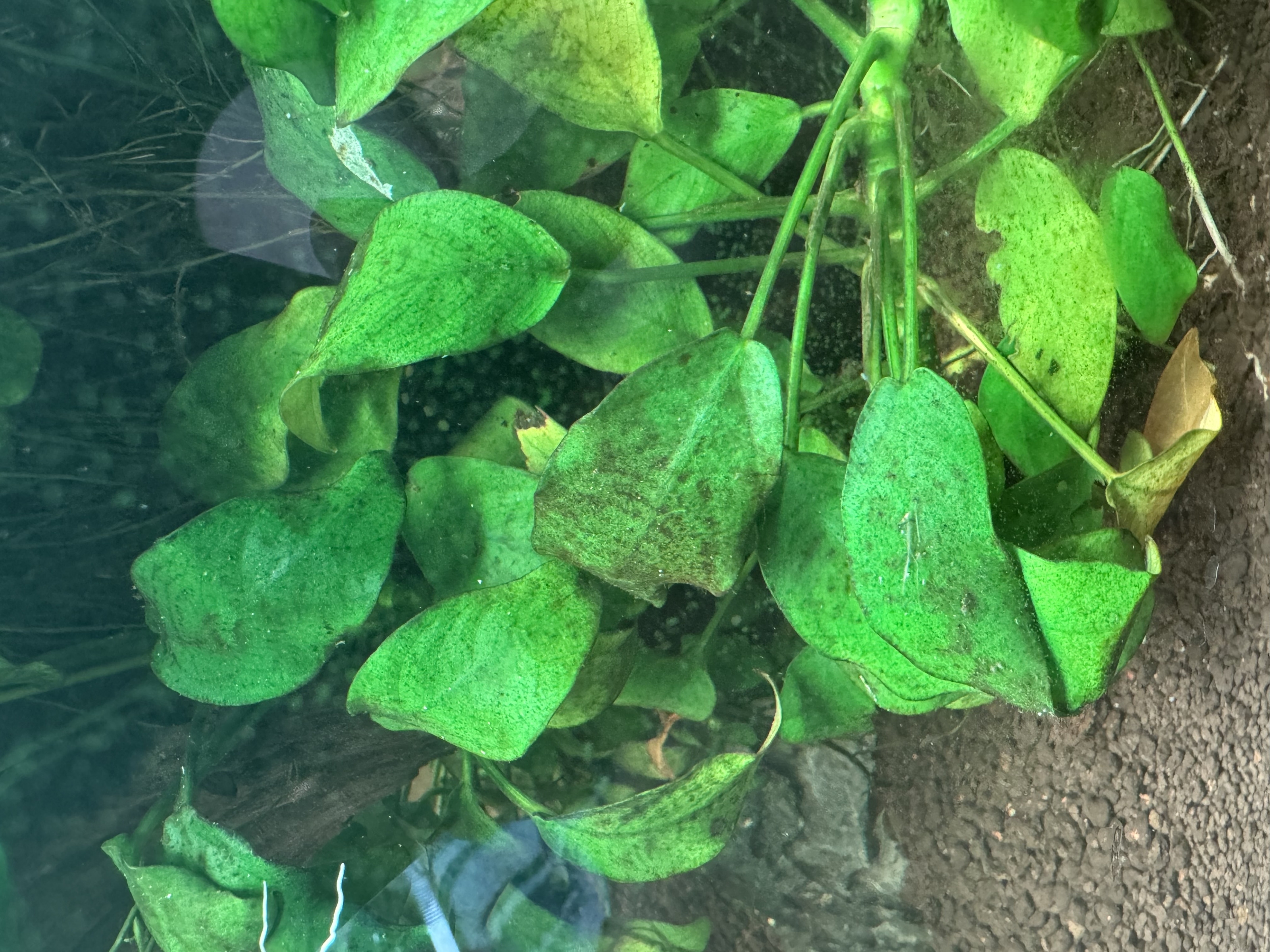 IMG_0086.jpeg