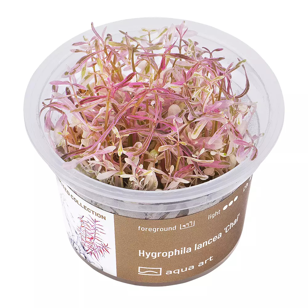 hygrophila-lancea-chai-in-vitro-aqua-art-i-46914-5-2000-665da2af40a83.jpg