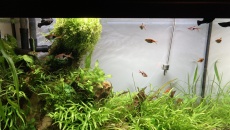 Batalia podłoży aktywnych - Rotala Maflora Light