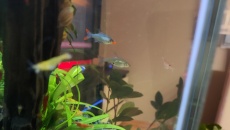 Mordercze Red Cherry