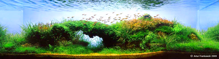 arturf2.jpg
