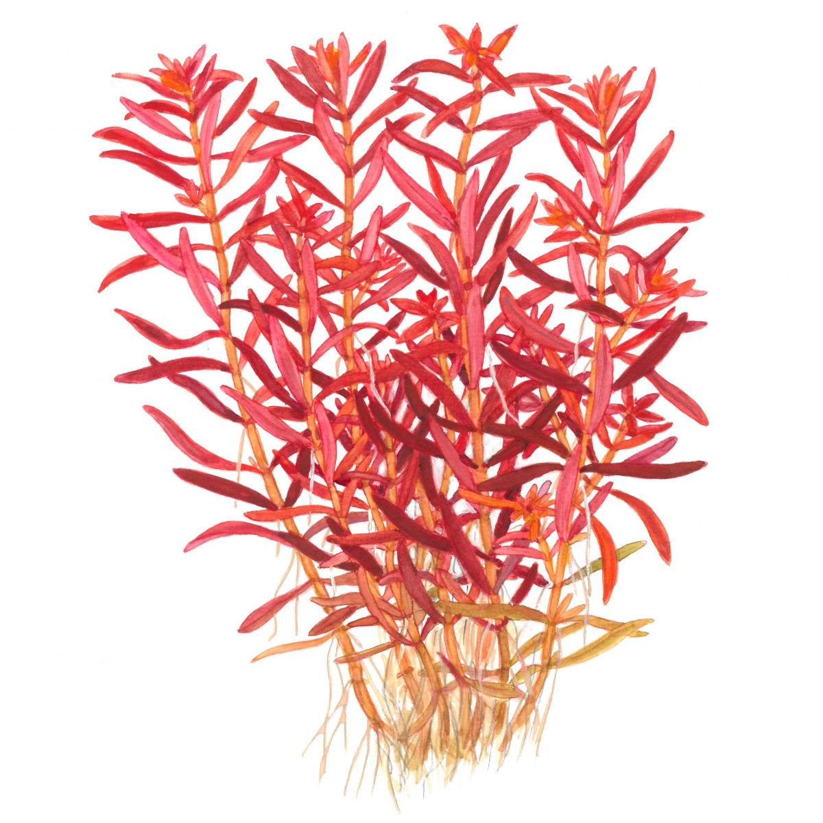 rotala-rotundifolia-blood-red-1.jpg