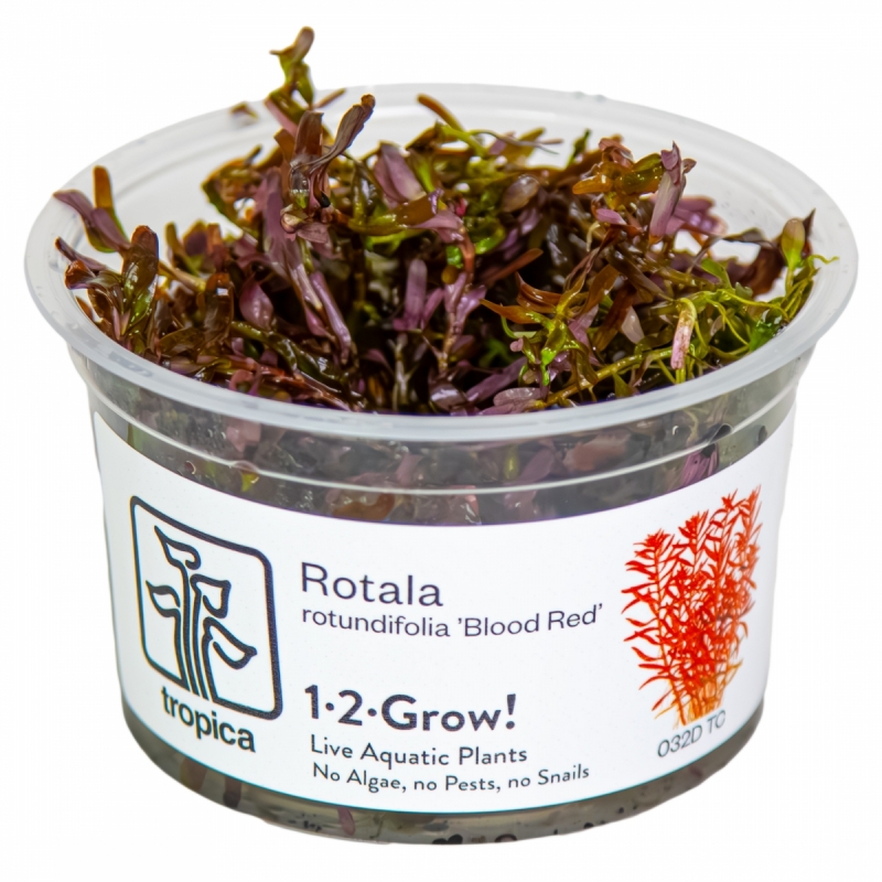 rotala-rotundifolia-blood-red-2.jpg