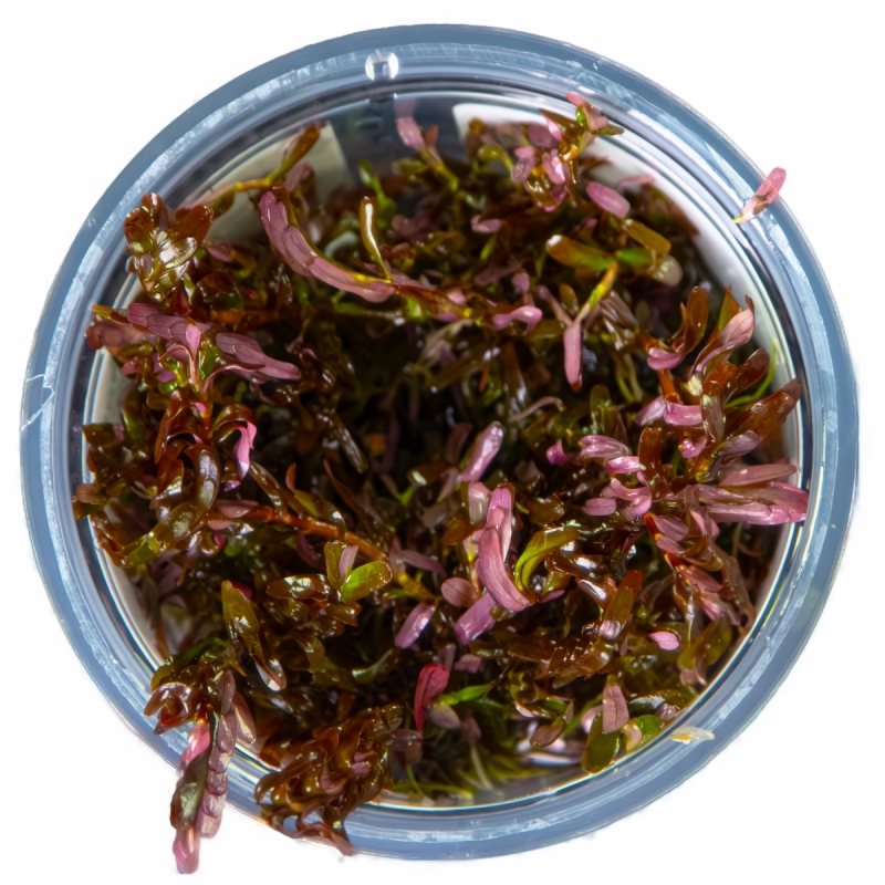 rotala-rotundifolia-blood-red-3.jpg