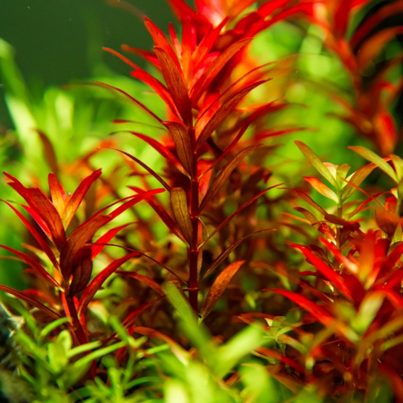 rotala-rotundifolia-blood-red-5.jpg