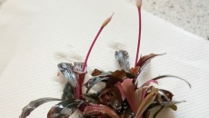 Bucephalandra Serimbu Brown