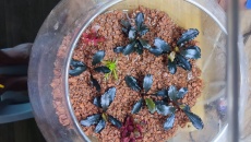 Hodowla emersyjna roślin - początki