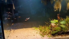 450l -Skalary