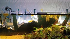 450l -Skalary