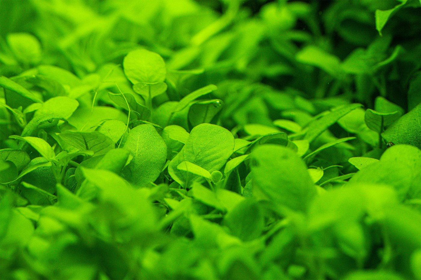 hygrophila-serpyllum.jpg
