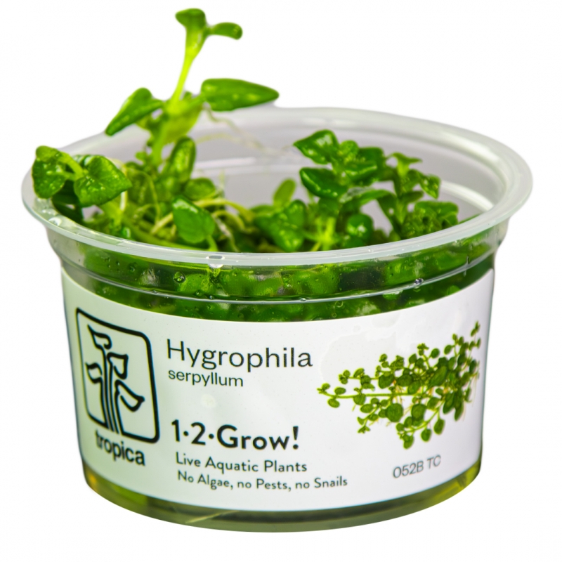 hygrophila-serpyllum2.jpg