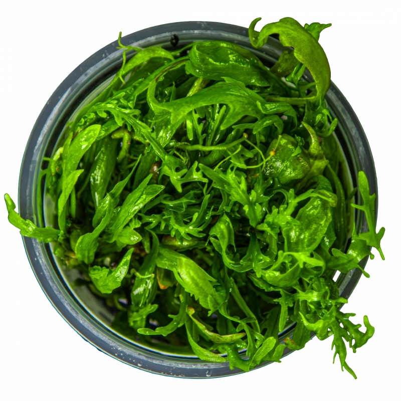 hygrophila_odora3.jpg