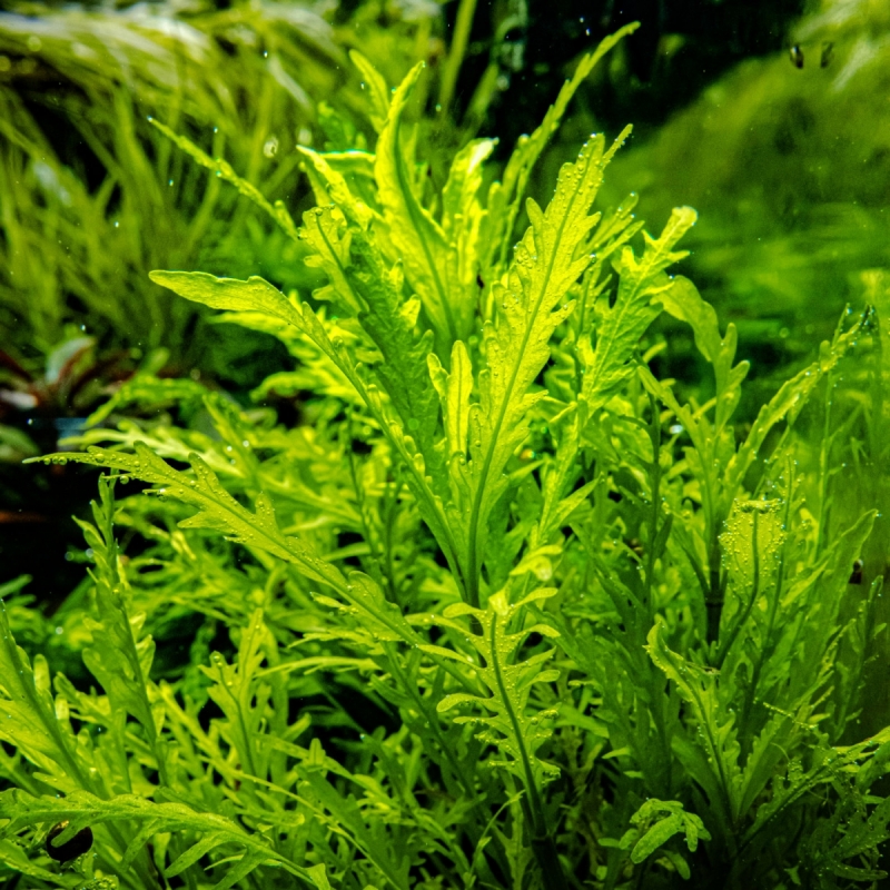 hygrophila_odora5.jpg