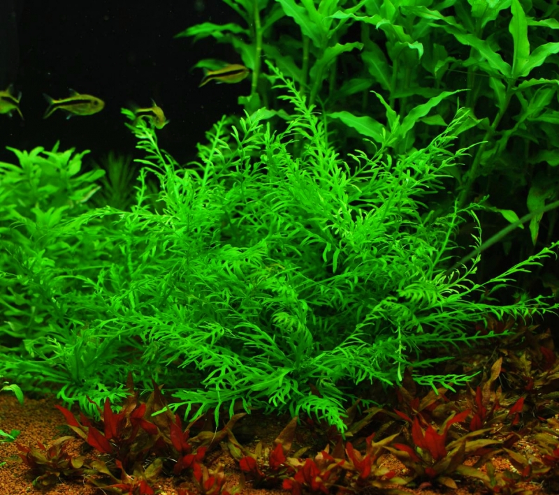 hygrophila_odora6.jpg