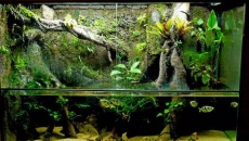 Paludarium 300l obsada i rośliny