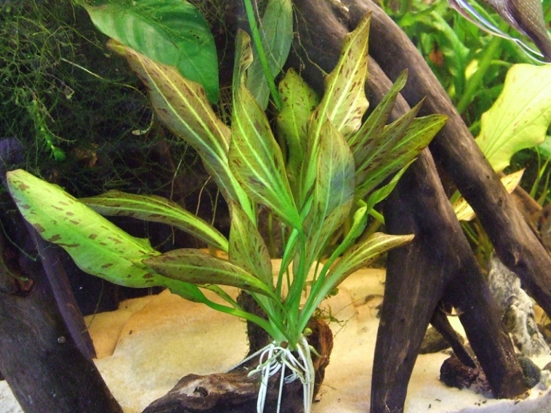 2010_06300019.JPG