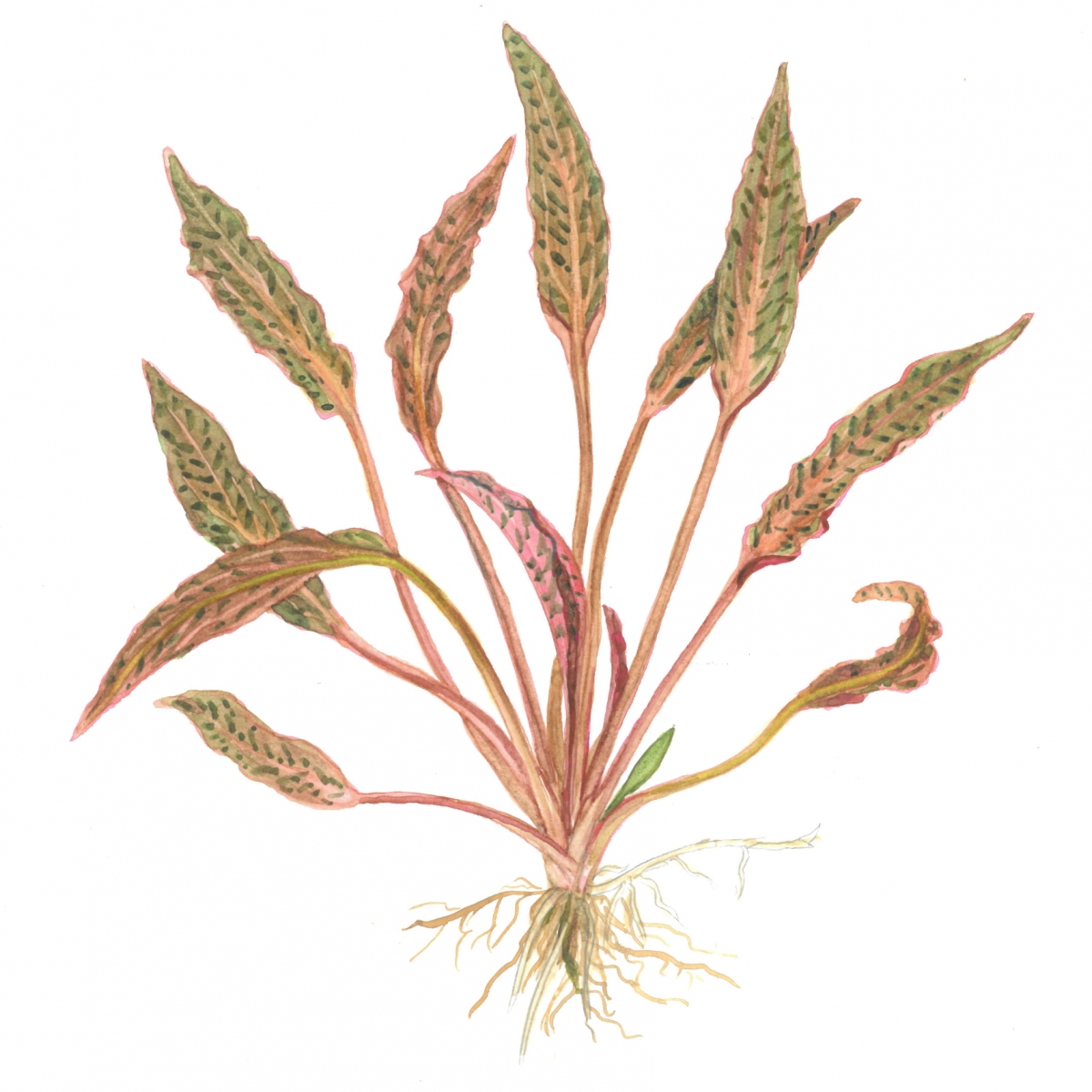 cryptocoryne-nurii-1.jpg
